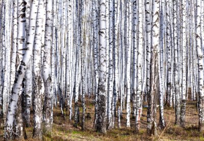 Papier peint  Forêt de bouleaux au printemps