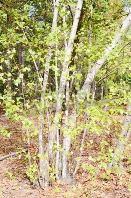 Papier peint  Forêt de bouleaux au soleil