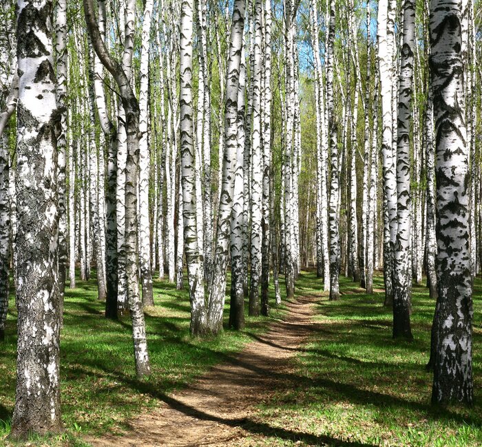 Papier peint  Forêt de bouleaux clairs