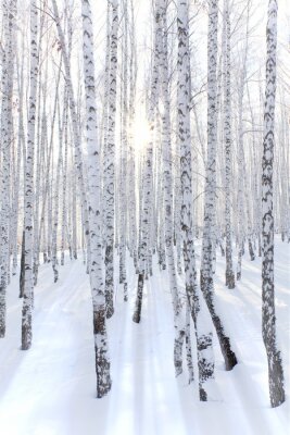 Forêt de bouleaux couverte de neige et rayons du soleil