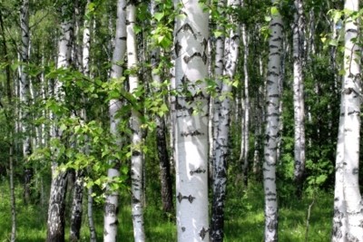 Papier peint  Forêt de bouleaux d'été
