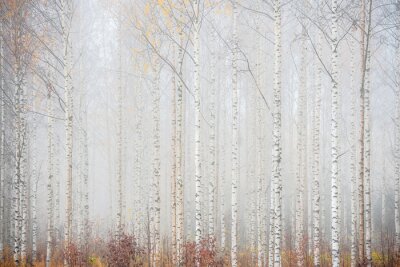 Papier peint  Forêt de bouleaux dans la brume paysage