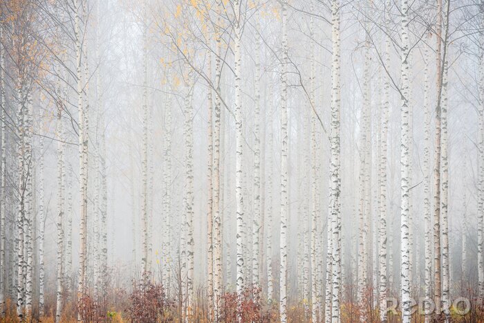 Papier peint  Forêt de bouleaux dans la brume paysage