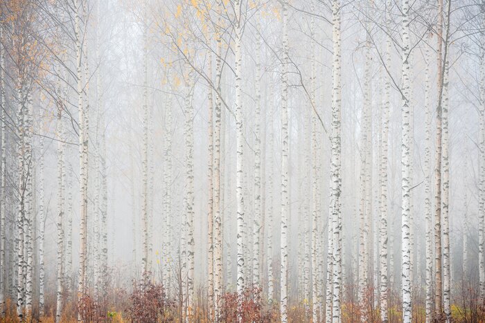 Papier peint  Forêt de bouleaux dans la brume paysage