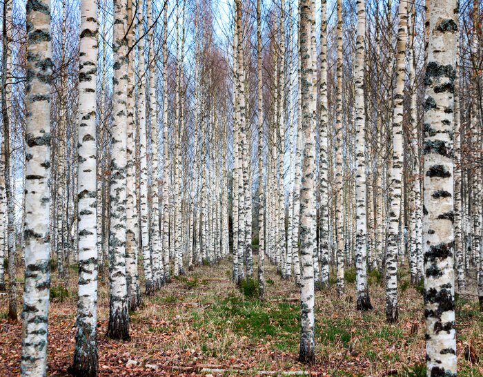 Papier peint  Forêt de bouleaux en automne
