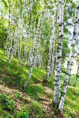 Papier peint  Forêt de bouleaux en Chine