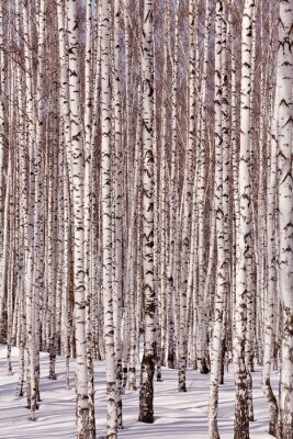 Forêt de bouleaux en hiver