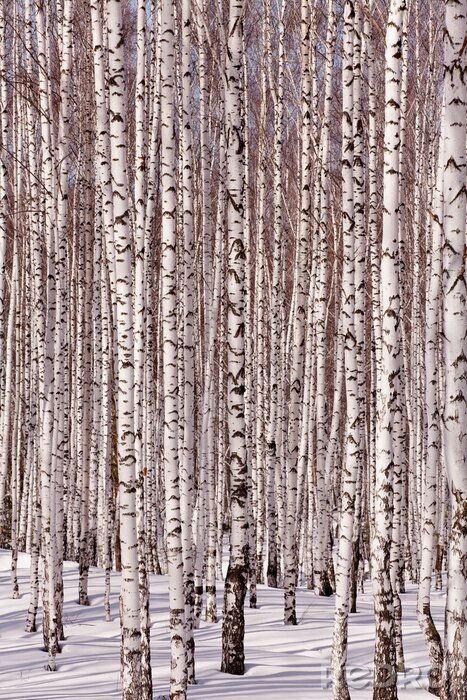Papier peint  Forêt de bouleaux en hiver