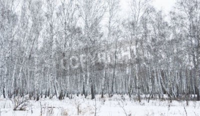 Papier peint  Forêt de bouleaux en hiver