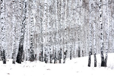 Papier peint  Forêt de bouleaux en hiver