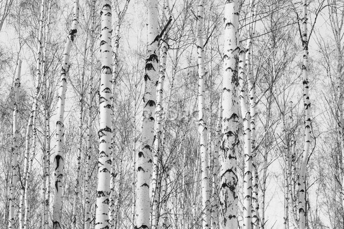 Papier peint  Forêt de bouleaux en noir et blanc
