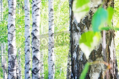 Papier peint  Forêt de bouleaux en Russie
