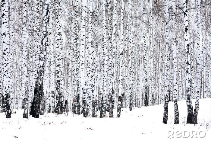Papier peint  Forêt de bouleaux et hiver