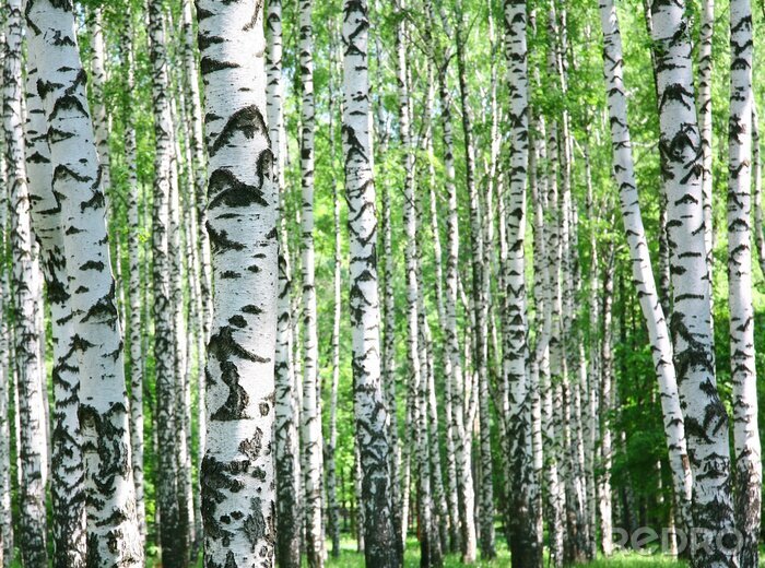 Papier peint  Forêt de bouleaux et nature