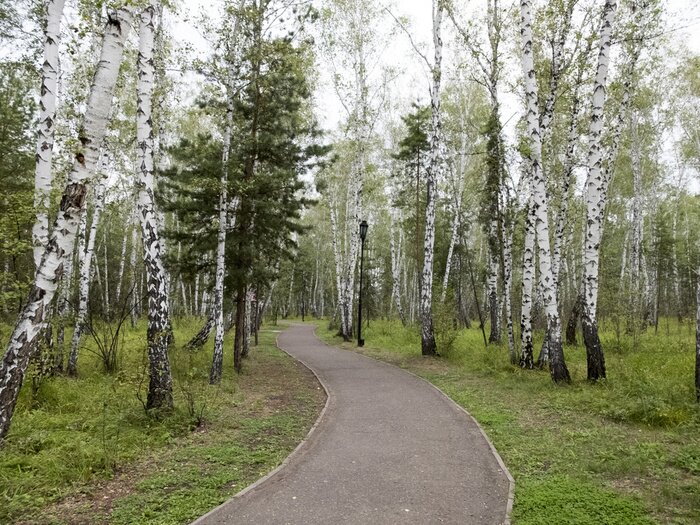 Papier peint  Forêt de bouleaux et piste cyclable