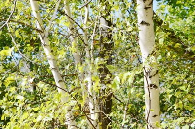 Papier peint  Forêt de bouleaux et verdure