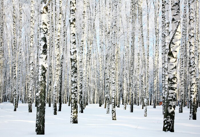 Papier peint  Forêt de bouleaux givrée