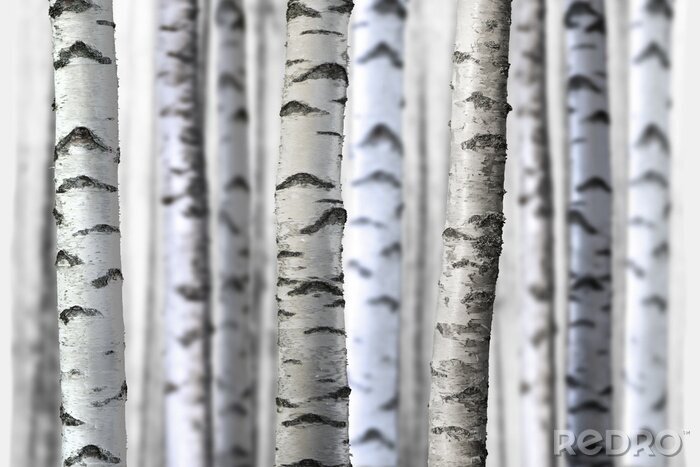 Papier peint  Forêt de bouleaux réaliste