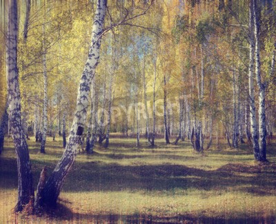 Papier peint  Forêt de bouleaux rétro