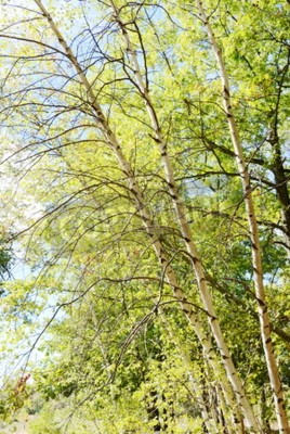 Papier peint  Forêt de bouleaux sous le soleil
