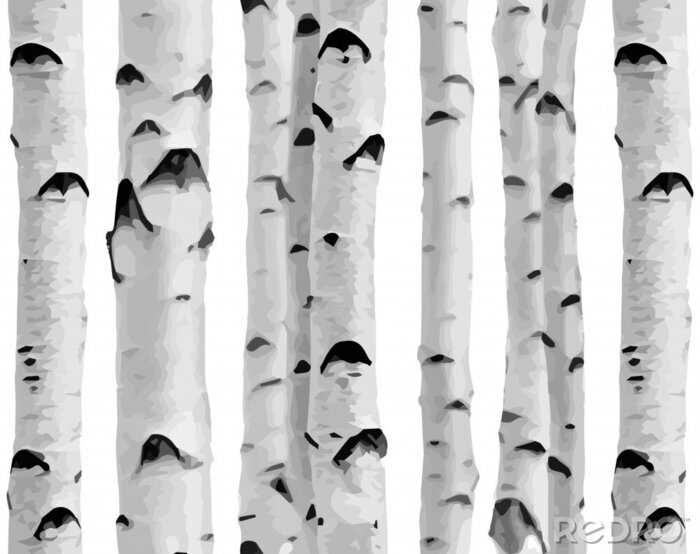 Papier peint  Forêt de bouleaux sur fond blanc
