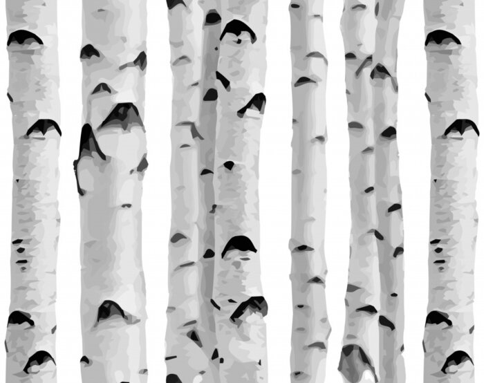 Papier peint  Forêt de bouleaux sur fond blanc