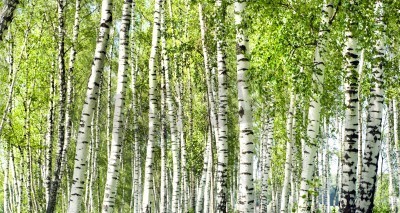 Papier peint  Forêt de bouleaux verts