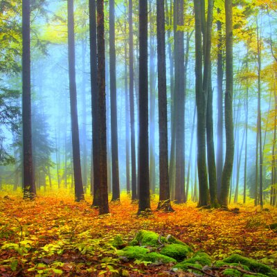 Forêt de brouillard et couleurs d'automne