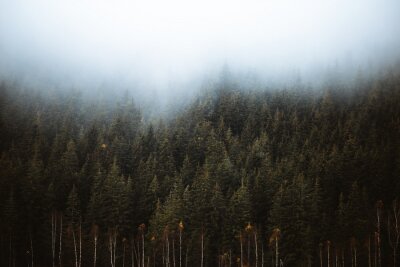 Forêt de conifères brumeuse