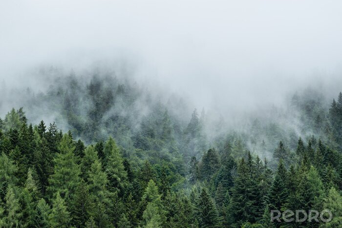 Papier peint  Forêt de conifères dans la brume