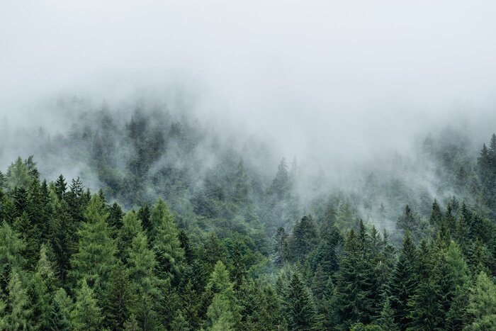 Papier peint  Forêt de conifères dans la brume