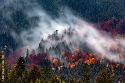 Forêt de conifères dans le brouillard, paysage d'automne