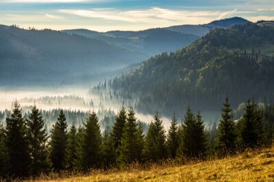 Forêt de conifères dans les montagnes enveloppée de brouillard
