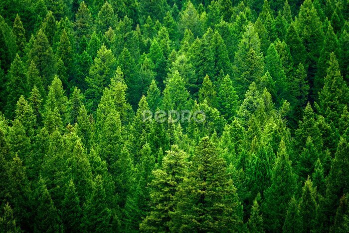 Papier peint  Forêt de conifères verte ensoleillée