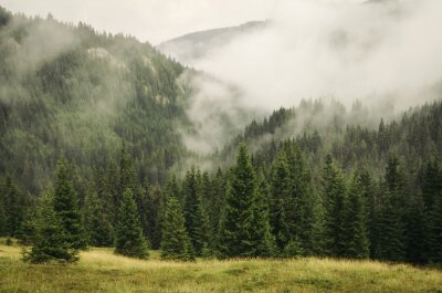 Papier peint  Forêt de montagne dans le brouillard