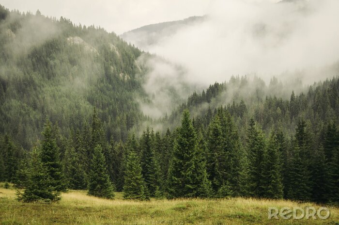 Papier peint  Forêt de montagne dans le brouillard