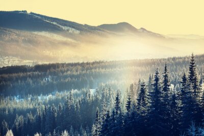 Papier peint  Forêt de montagne en hiver