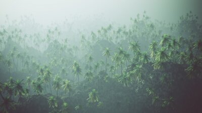 Papier peint  Forêt de palmiers derrière le brouillard