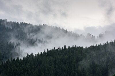 Papier peint  Forêt de pins brumeux. Forêt de pins dense dans la brume matinale.