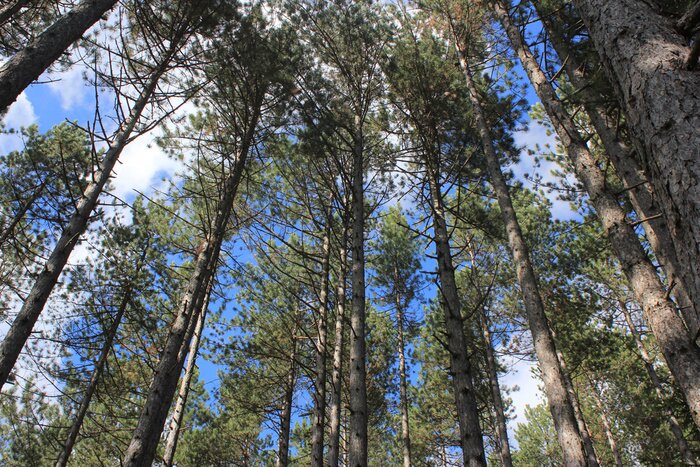 Papier peint  Forêt de pins élevée