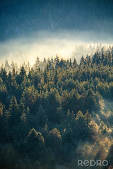 Papier peint  Forêt de pins enveloppés de brume
