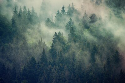 Papier peint  Forêt de sapins brumeuse dans des tons de vert et de brun