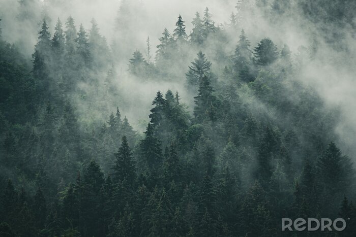 Papier peint  Forêt de sapins brumeuse en style rétro vintage
