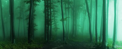 Forêt de turquoise un jour brumeux