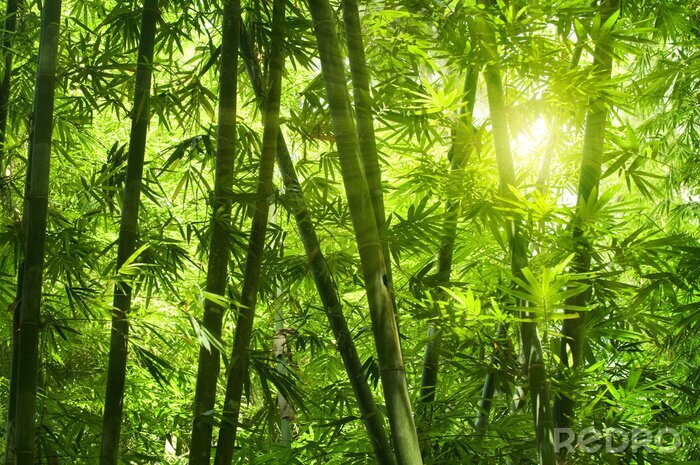 Papier peint  Forêt dense avec bambou