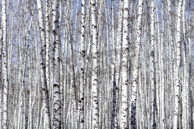 Papier peint  Forêt dense avec bouleaux