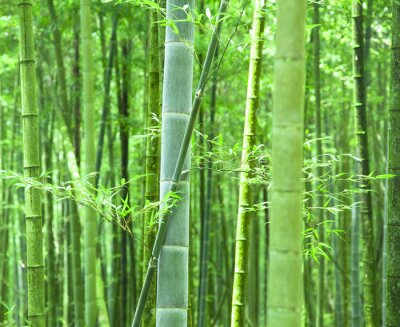 Forêt dense de bambous