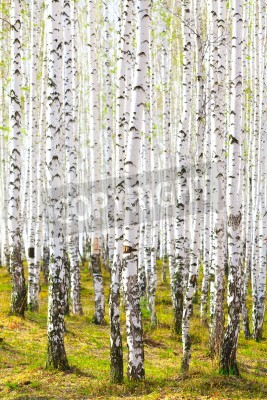 Papier peint  Forêt dense de bouleaux