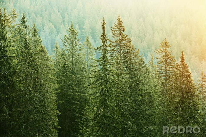 Papier peint  Forêt dense de conifères