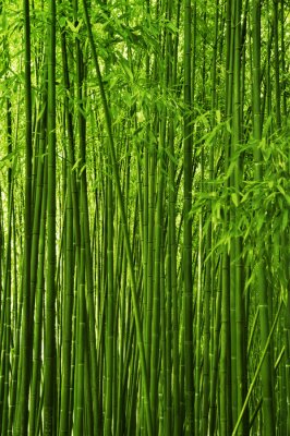 Papier peint  Forêt dense pleine de bambous